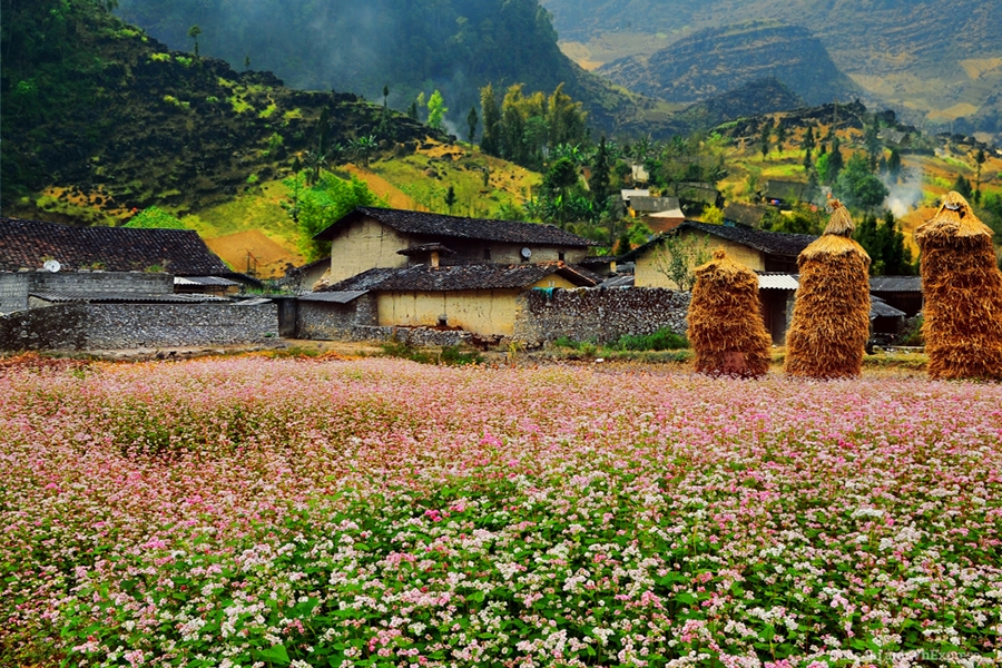 Kinh-Nghiệm-Du-Lich-Ha-Giang-Hoa