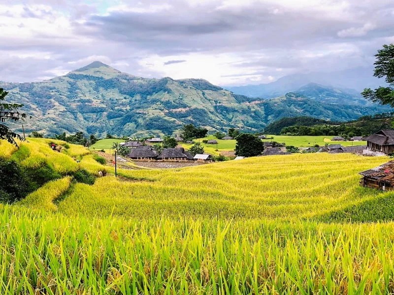mùa lúa chín-Du-Lịch-Hà-giang