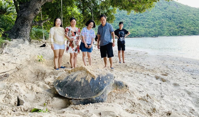 Rùa đẻ trứng ở côn đảo