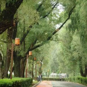 trường sơn ảnh trường xuân