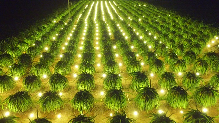 Vườn thanh long Bình Thuận