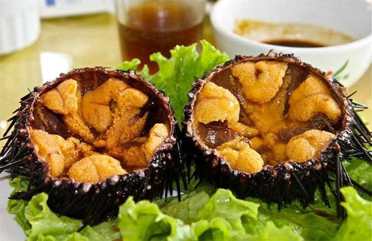 nhím biển