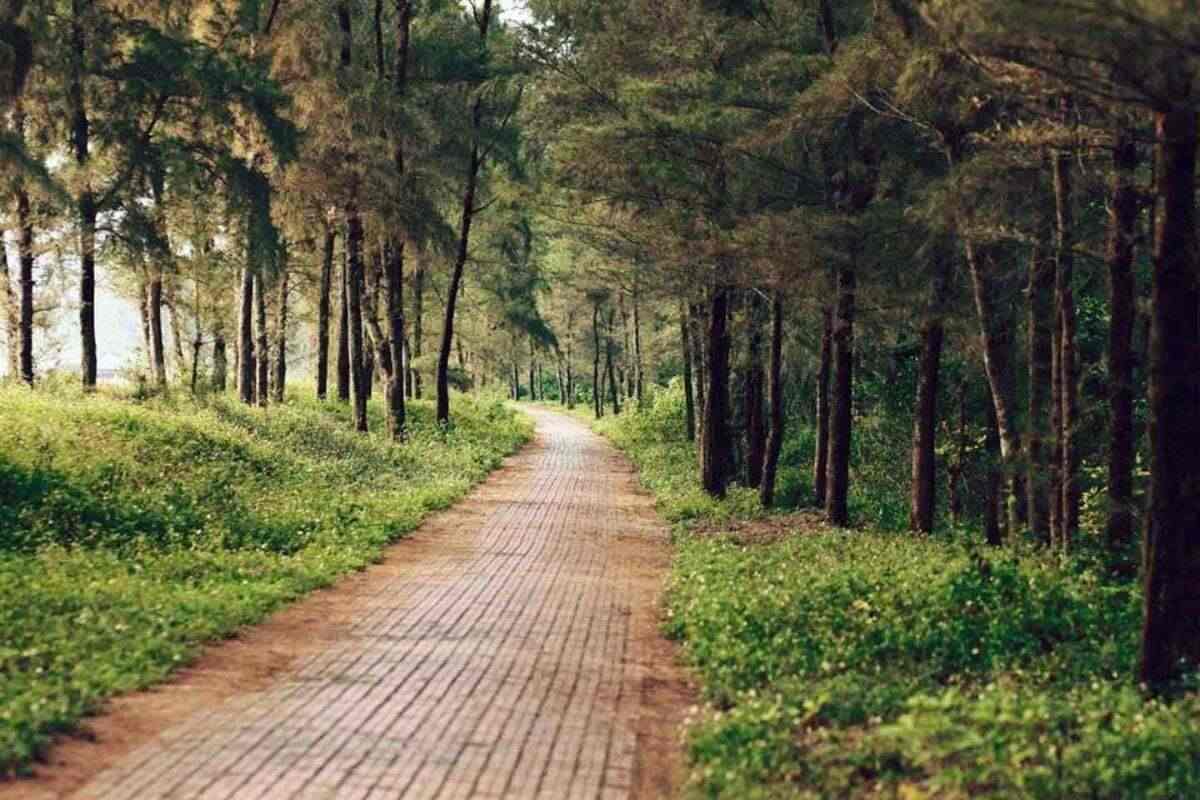 rừng chõi nguyên sinh